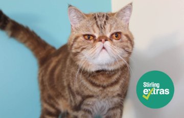 Image of an exotic shorthair orange tabby cat against and blue and white background